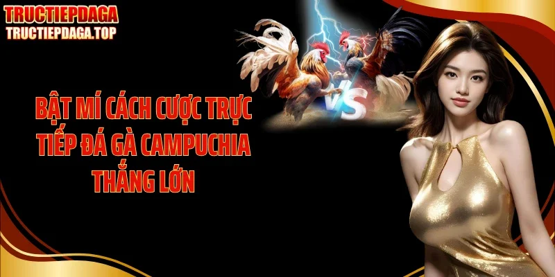 Bật mí cách cược trực tiếp đá gà Campuchia thắng lớn
