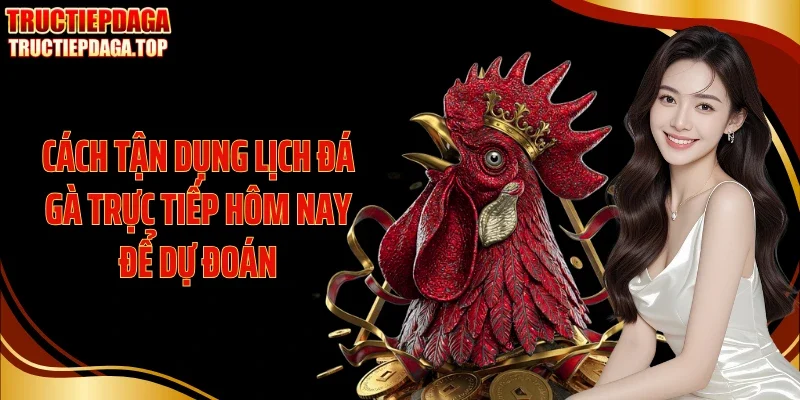 Cách tận dụng lịch đá gà trực tiếp hôm nay để dự đoán