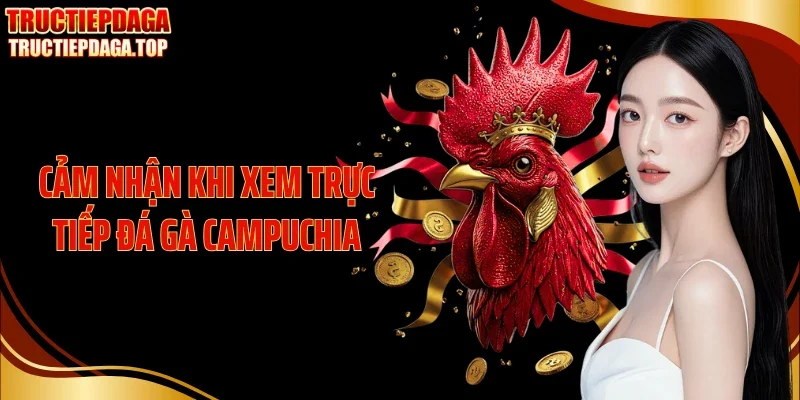 cam nhan khi xem truc tiep da ga campuchia Cảm nhận khi xem trực tiếp đá gà Campuchia