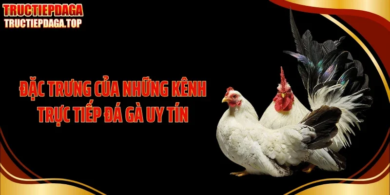 Đặc trưng của những kênh trực tiếp đá gà uy tín