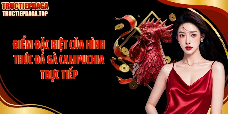 Điểm đặc biệt của hình thức đá gà Campuchia trực tiếp
