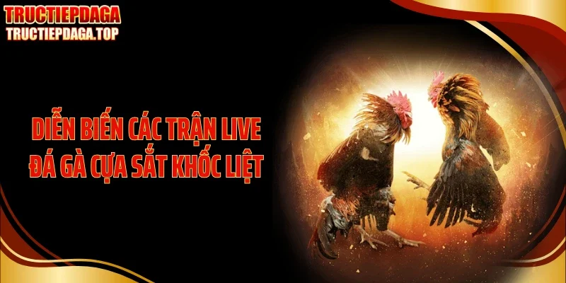 dien bien cac tran live da ga cua sat khoc liet Diễn biến các trận live đá gà cựa sắt khốc liệt