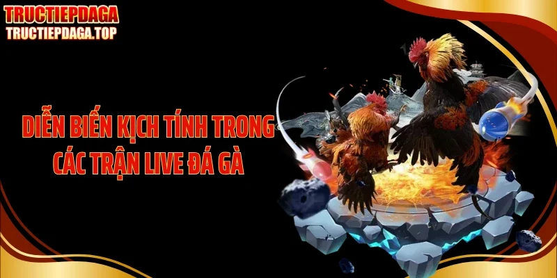 dien bien kich tinh trong cac tran live da ga Diễn biến kịch tính trong các trận live đá gà