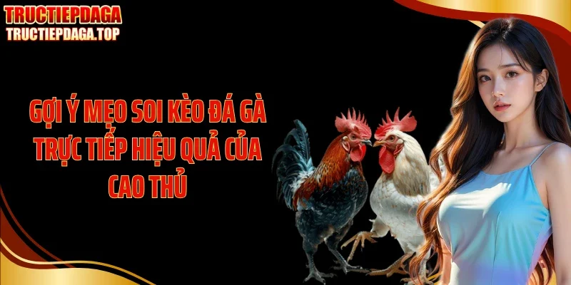 Gợi ý mẹo soi kèo đá gà trực tiếp hiệu quả của cao thủ