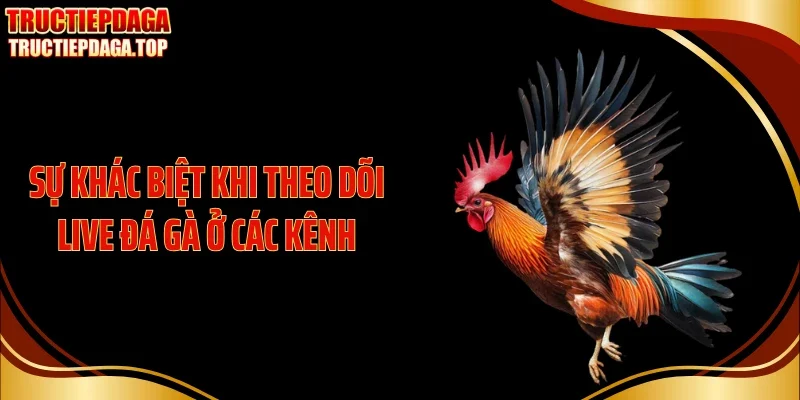 su khac biet khi theo doi live da ga o cac kenh Sự khác biệt khi theo dõi live đá gà ở các kênh