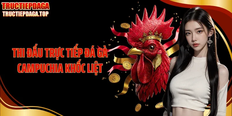 thi dau truc tiep da ga campuchia khoc liet Thi đấu trực tiếp đá gà Campuchia khốc liệt