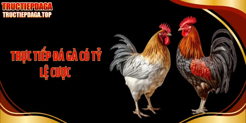 Trực Tiếp Đá Gà Có Tỷ Lệ Cược Biến Nhịp Sới Thành Dữ Liệu
