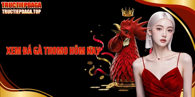 Xem Đá Gà Thomo Hôm Nay Với Đầy Đủ Trận Đấu Nổi Bật