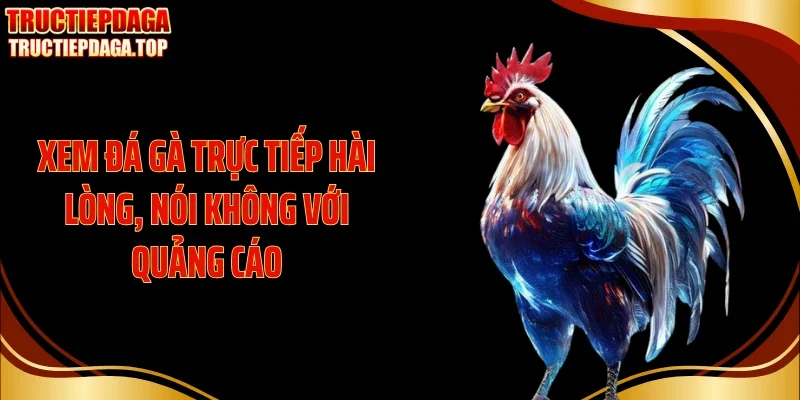 Xem đá gà trực tiếp hài lòng, nói không với quảng cáo