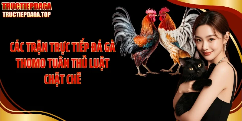 cac tran truc tiep da ga thomo tuan thu luat chat che Các trận trực tiếp đá gà thomo tuân thủ luật chặt chẽ