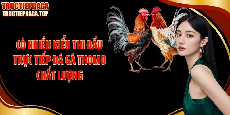 co nhieu kieu thi dau truc tiep da ga thomo chat luong Có nhiều kiểu thi đấu trực tiếp đá gà thomo chất lượng