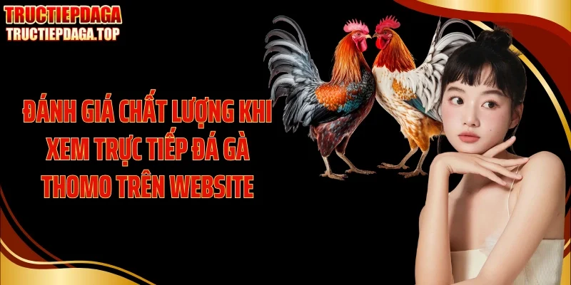 danh gia chat luong khi xem truc tiep da ga thomo tren website Đánh giá chất lượng khi xem trực tiếp đá gà thomo trên website