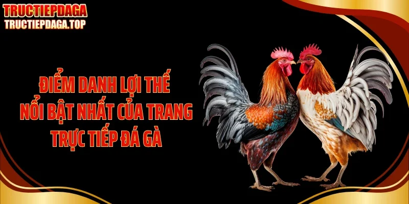 diem danh loi the noi bat nhat cua trang truc tiep da ga Điểm danh lợi thế nổi bật nhất của trang trực tiếp đá gà