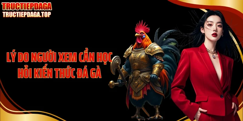 ly do nguoi xem can hoc hoi kien thuc da ga Lý do người xem cần học hỏi kiến thức đá gà