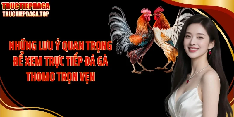 nhung luu y quan trong de xem truc tiep da ga thomo tron ven Những lưu ý quan trọng để xem trực tiếp đá gà thomo trọn vẹn