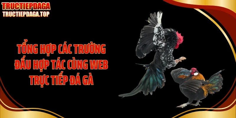 tong hop cac truong dau hop tac cung web truc tiep da ga Tổng hợp các trường đấu hợp tác cùng web trực tiếp đá gà