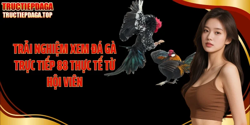 trai nghiem xem da ga truc tiep 88 thuc te tu hoi vien Trải nghiệm xem đá gà trực tiếp 88 thực tế từ hội viên