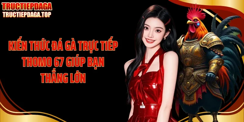 Kiến thức đá gà trực tiếp Thomo 67 giúp bạn thắng lớn