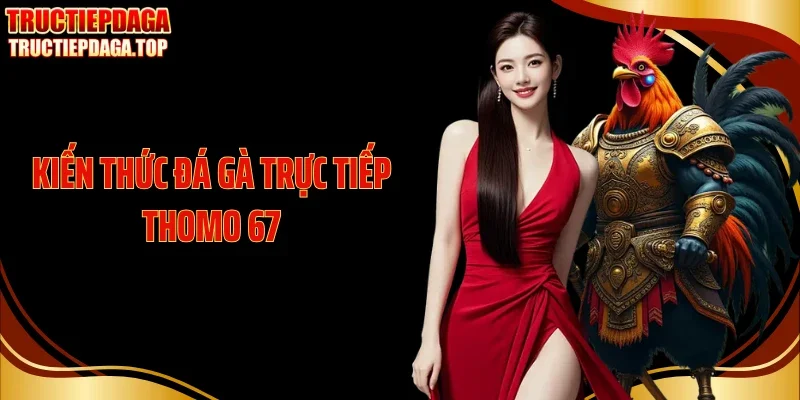 Kiến Thức Đá Gà Trực Tiếp Thomo 67 Dành Cho Người Mới