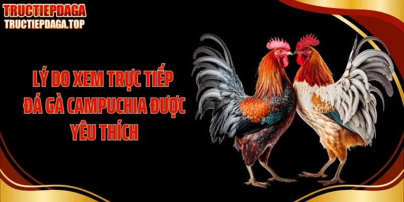 Lý do xem trực tiếp đá gà Campuchia được yêu thích