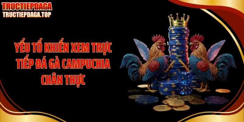 yeu to khien xem truc tiep da gYếu tố khiến xem trực tiếp đá gà Campuchia chân thựca campuchia chan thuc